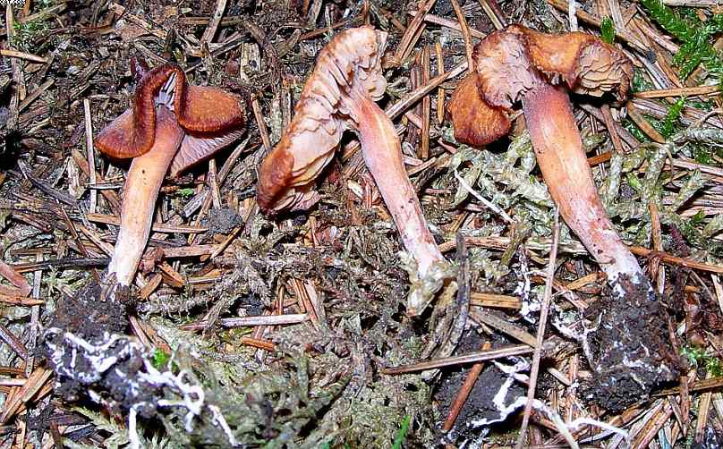 La foresta subalpina di Les breuleux  (CH)